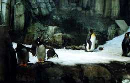 Penguins in Polar World