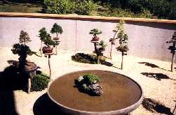 Bonsai Trees at the "Tree House" in the Gardens